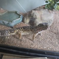 A l'adoption - gecko léopard #2
