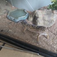 A l'adoption - gecko léopard #3