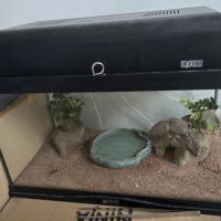 A l'adoption - gecko léopard #0