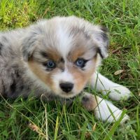 Petit berger américain miniature lof