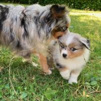 Petit berger américain miniature lof #4