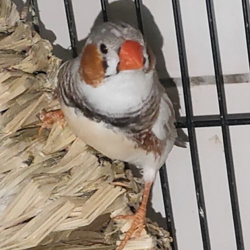 Diamant mandarin
