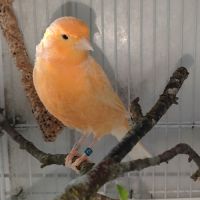 Diamant mandarin #2