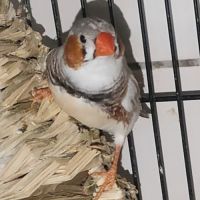 Diamant mandarin #0