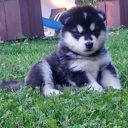 Superbe chiots malamute d'alaska #1