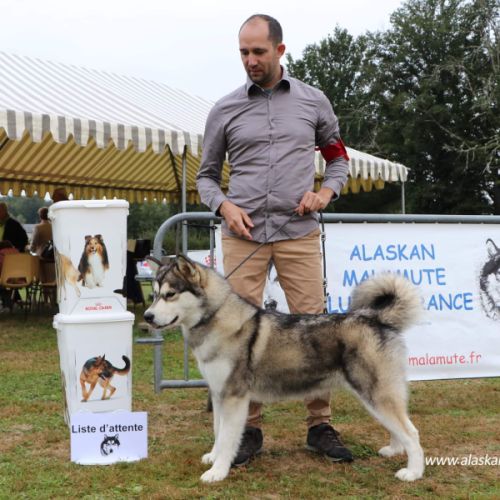 Superbe chiots malamute d'alaska #3