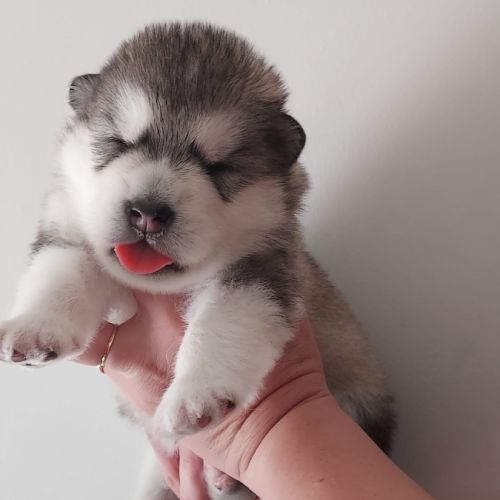 Superbe chiots malamute d'alaska #5