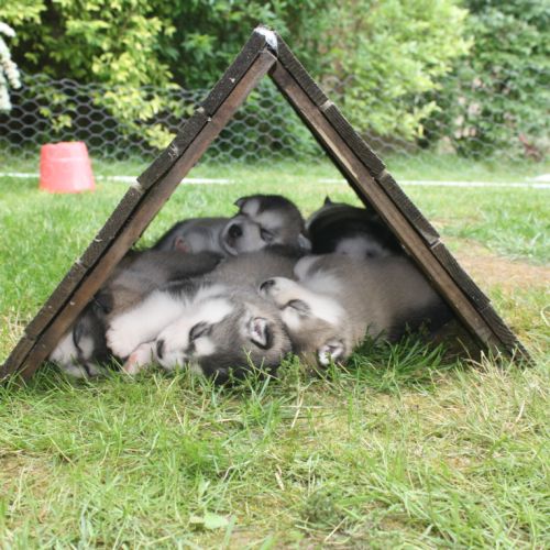 Superbe chiots malamute d'alaska #6