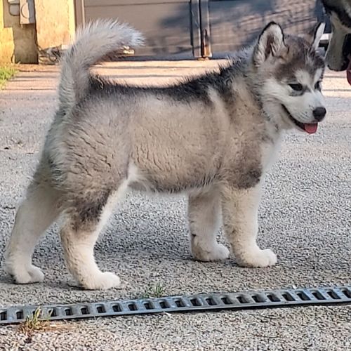 Superbe chiots malamute d'alaska #7
