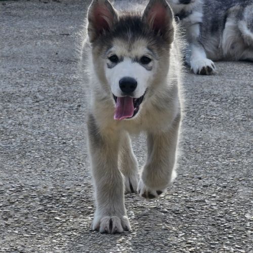 Superbe chiots malamute d'alaska #8
