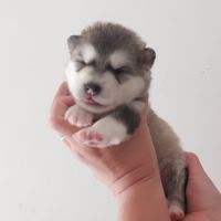 Superbe chiots malamute d'alaska #0