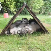 Superbe chiots malamute d'alaska #6