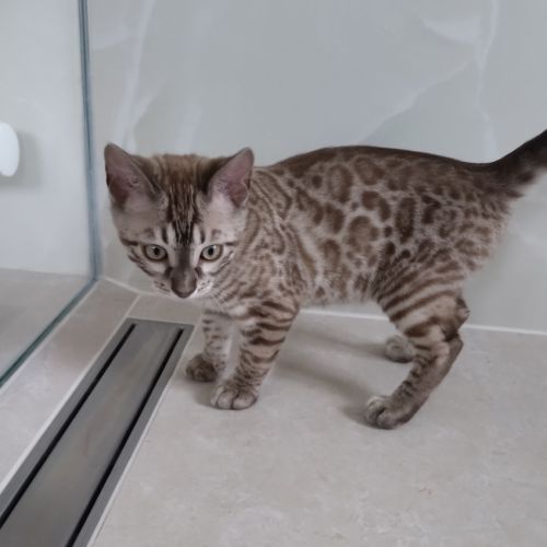 Chatons bengal à vendre #1