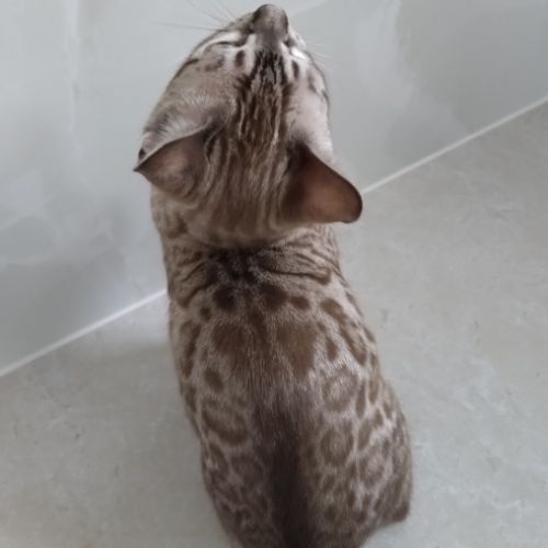 Chatons bengal à vendre #2