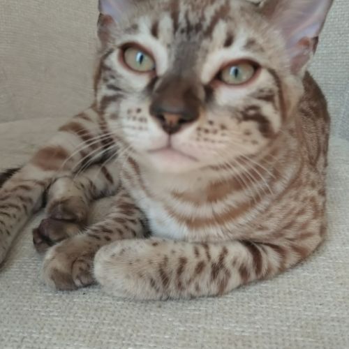 Chatons bengal à vendre #3