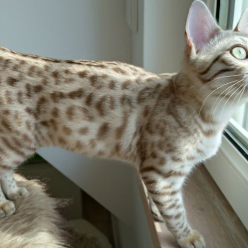 Chatons bengal à vendre #4