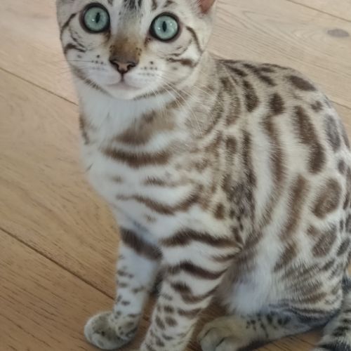 Chatons bengal à vendre #5