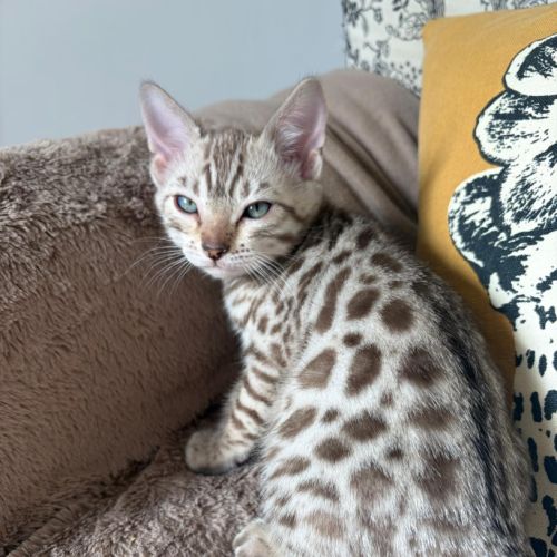 Chatons bengal à vendre #0