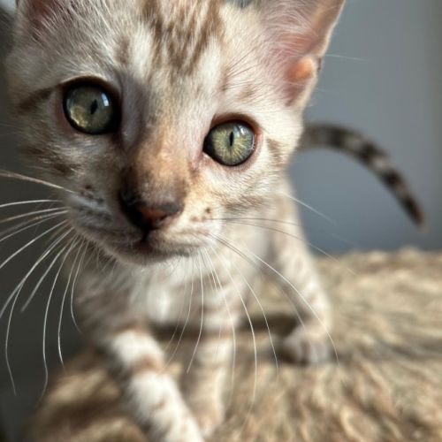 Chatons bengal à vendre #7