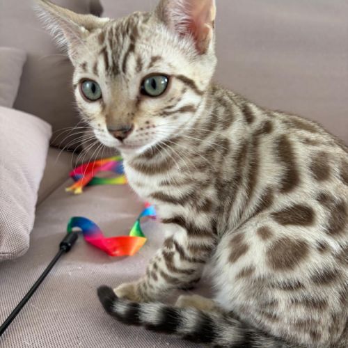 Chatons bengal à vendre #8