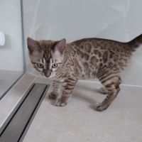 Chatons bengal à vendre #1