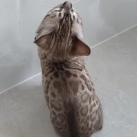 Chatons bengal à vendre #2