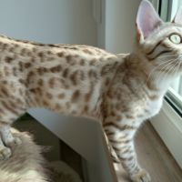 Chatons bengal à vendre #4