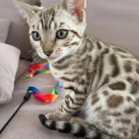 Chatons bengal à vendre #8