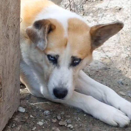 Vicking 40 kg de tendresse à adopter #0
