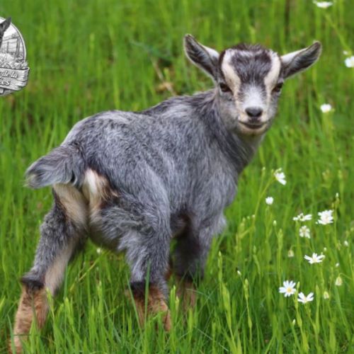 Chèvres, boucs et chevreaux nains #1