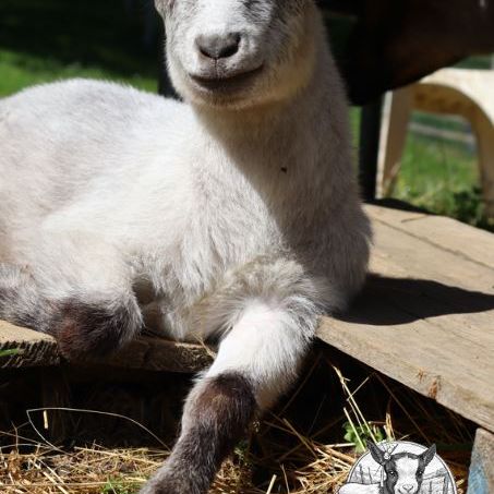 Chèvres, boucs et chevreaux nains #4