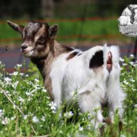 Chèvres, boucs et chevreaux nains #2