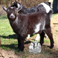 Chèvres, boucs et chevreaux nains #3