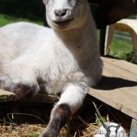 Chèvres, boucs et chevreaux nains #4