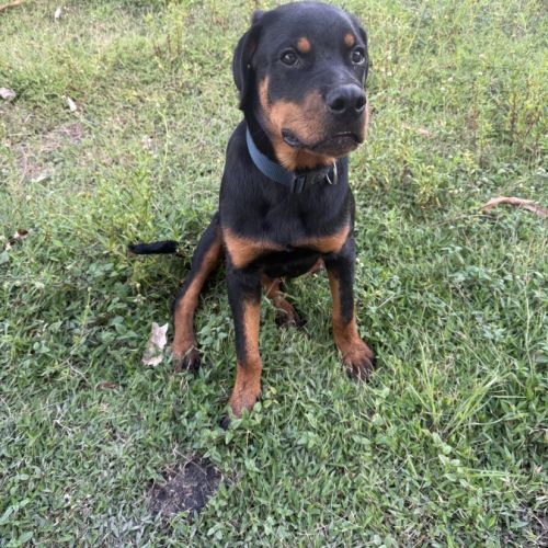 Magnifique rottweiler de 8 mois #3