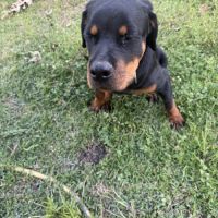 Magnifique rottweiler de 8 mois
