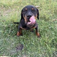 Magnifique rottweiler de 8 mois #2