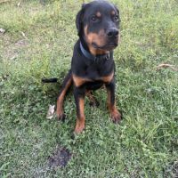 Magnifique rottweiler de 8 mois #3