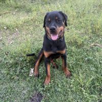 Magnifique rottweiler de 8 mois #4