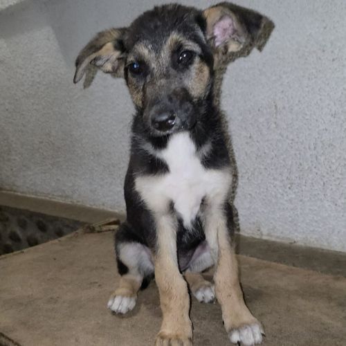 Zina jolie bebe berger allemand #1
