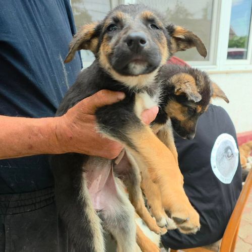 Zina jolie bebe berger allemand #4