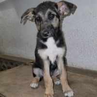 Zina jolie bebe berger allemand #1