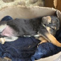Zina jolie bebe berger allemand #2