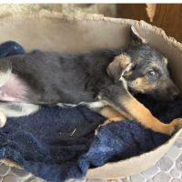 Zina jolie bebe berger allemand #3