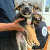 Zina jolie bebe berger allemand #4