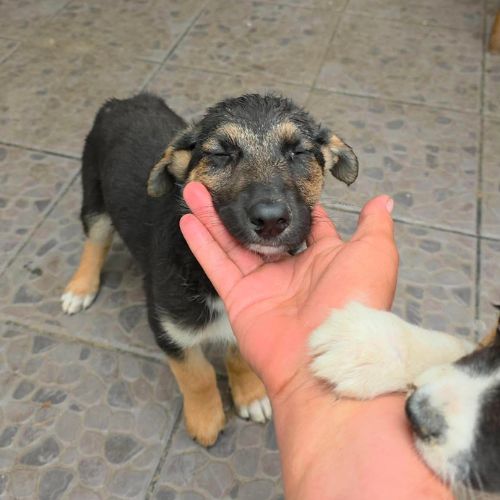 Zoe bebe berger allemand #3