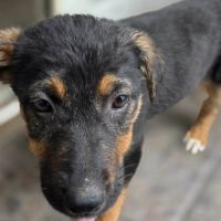 Zoe bebe berger allemand #2