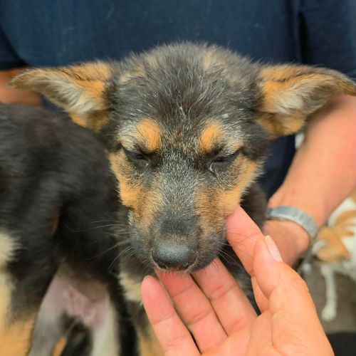 Zodia bebe berger allemand #3