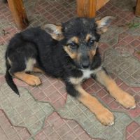 Zodia bebe berger allemand #2