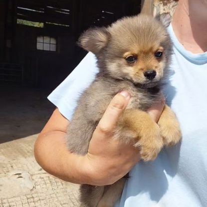 Chiots pomchi